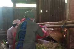 Pemkab Batang siap menutup pasar hewan cegah penyebaran PMK